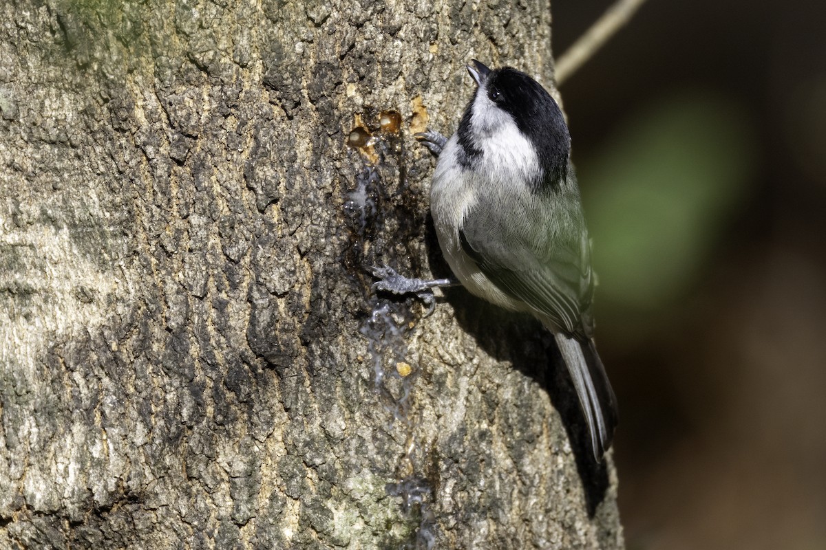 カロライナコガラ - ML647052338