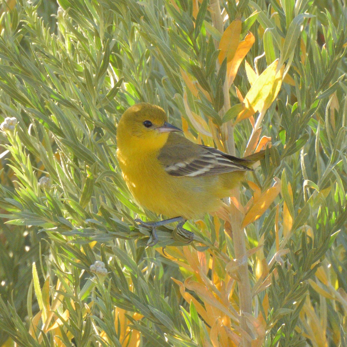 アカクロムクドリモドキ - ML647052339