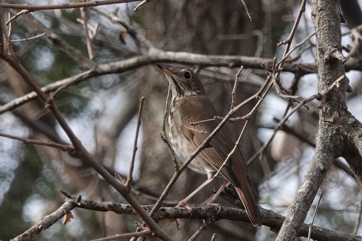 Zorzalito Colirrufo - ML647052346