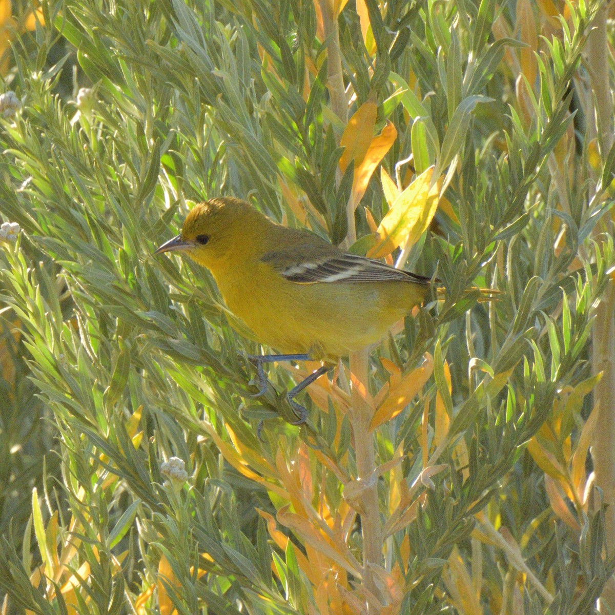 アカクロムクドリモドキ - ML647052347