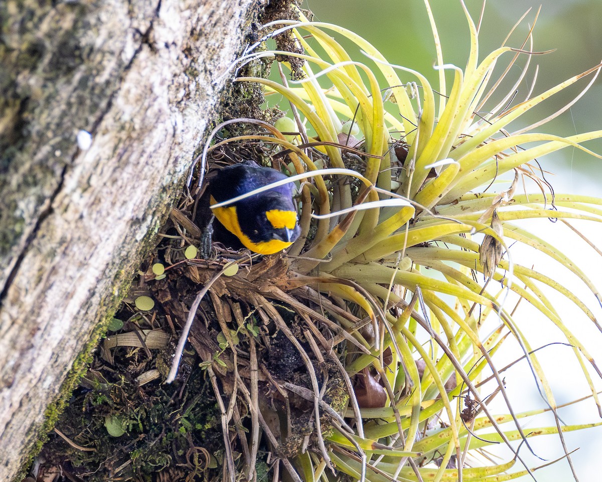 Violaceous Euphonia - ML647052348