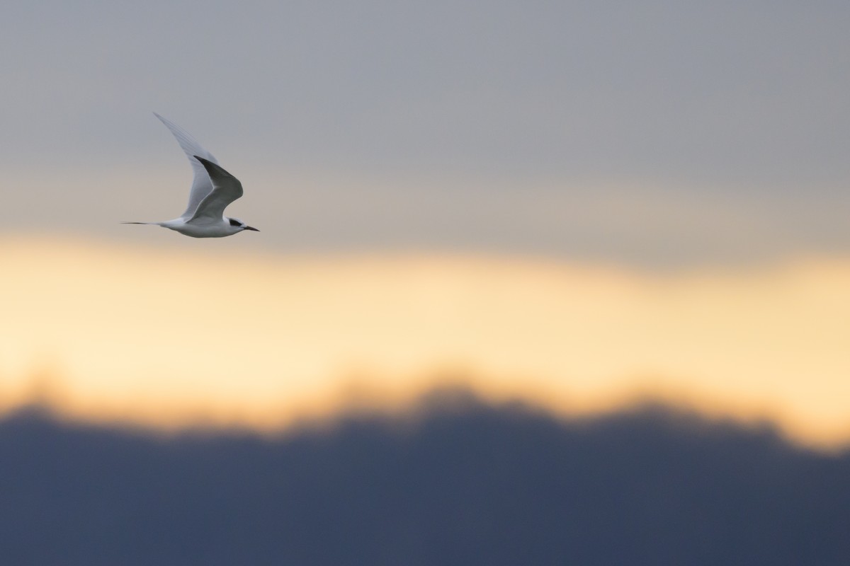 Forster's Tern - ML647052351