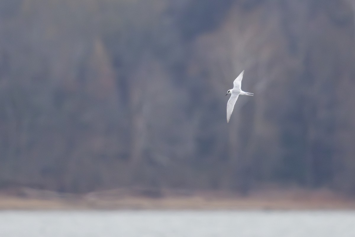 Forster's Tern - ML647052352