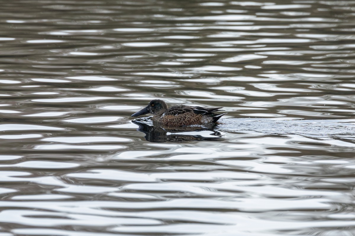 Northern Shoveler - ML647052353