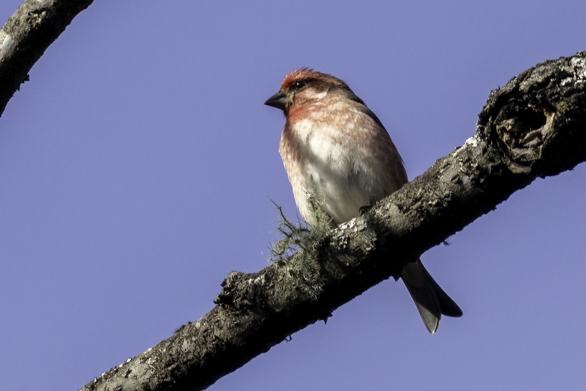 ムラサキマシコ - ML647052354