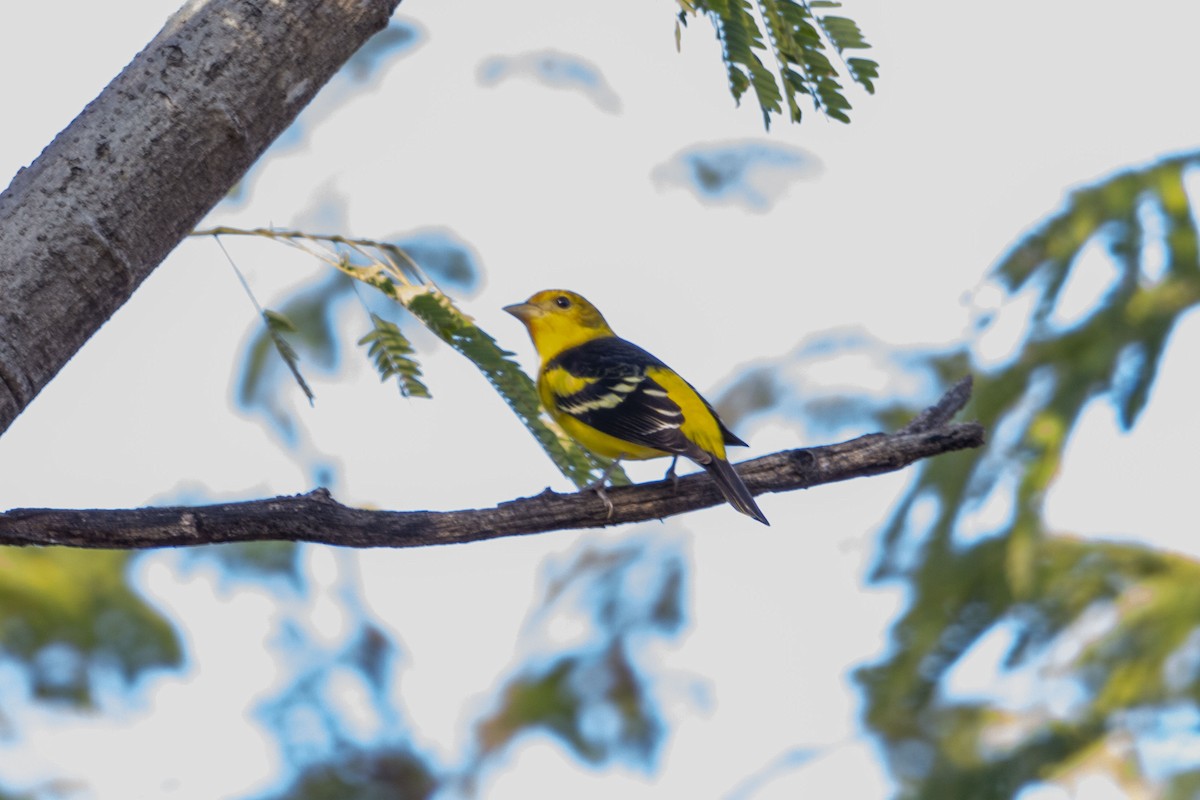 Western Tanager - ML647052355