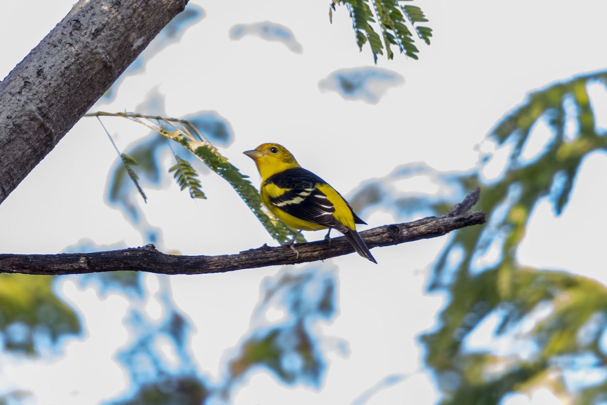 Western Tanager - ML647052356