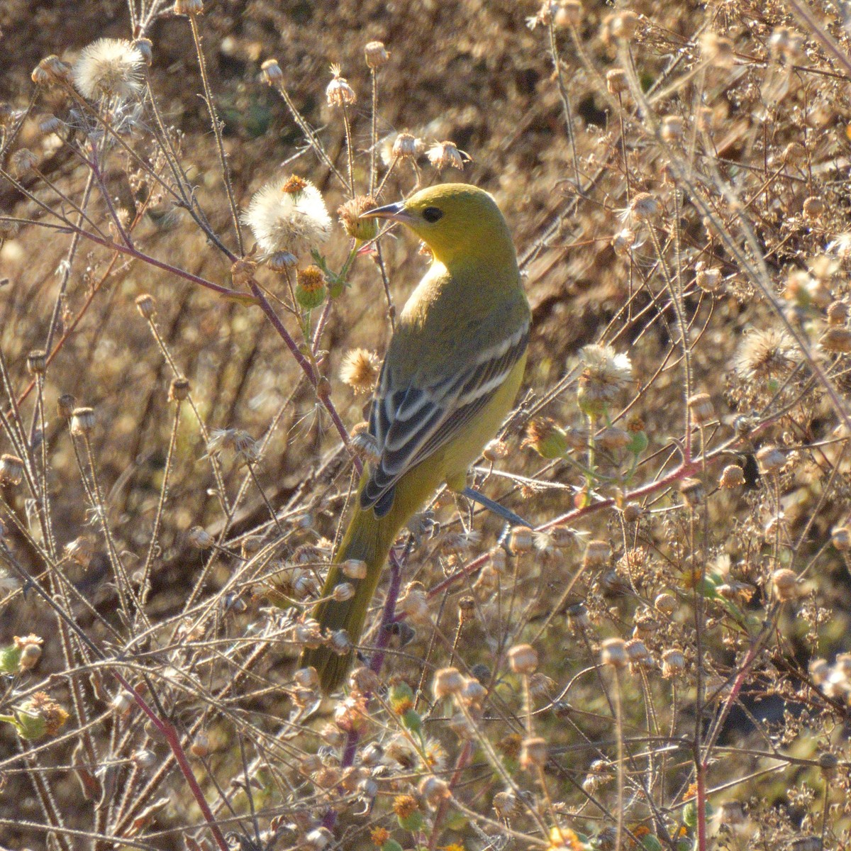 アカクロムクドリモドキ - ML647052357