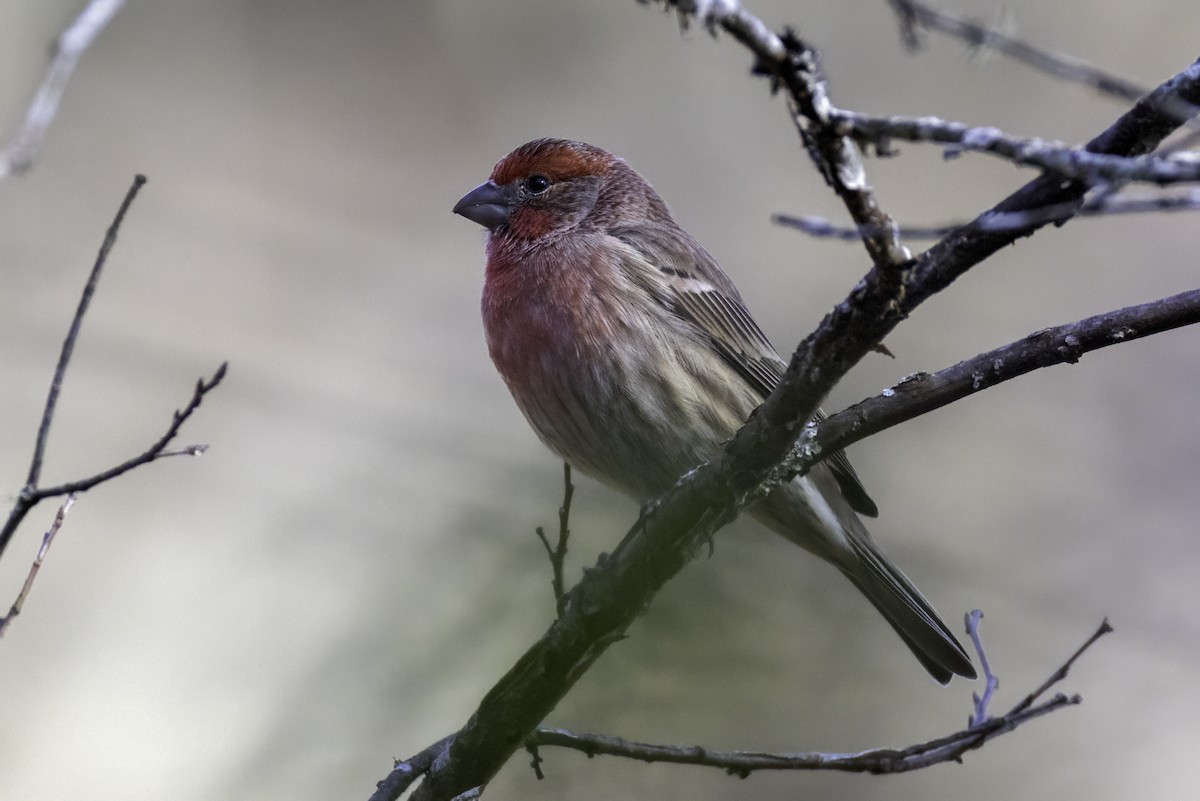 メキシコマシコ - ML647052359