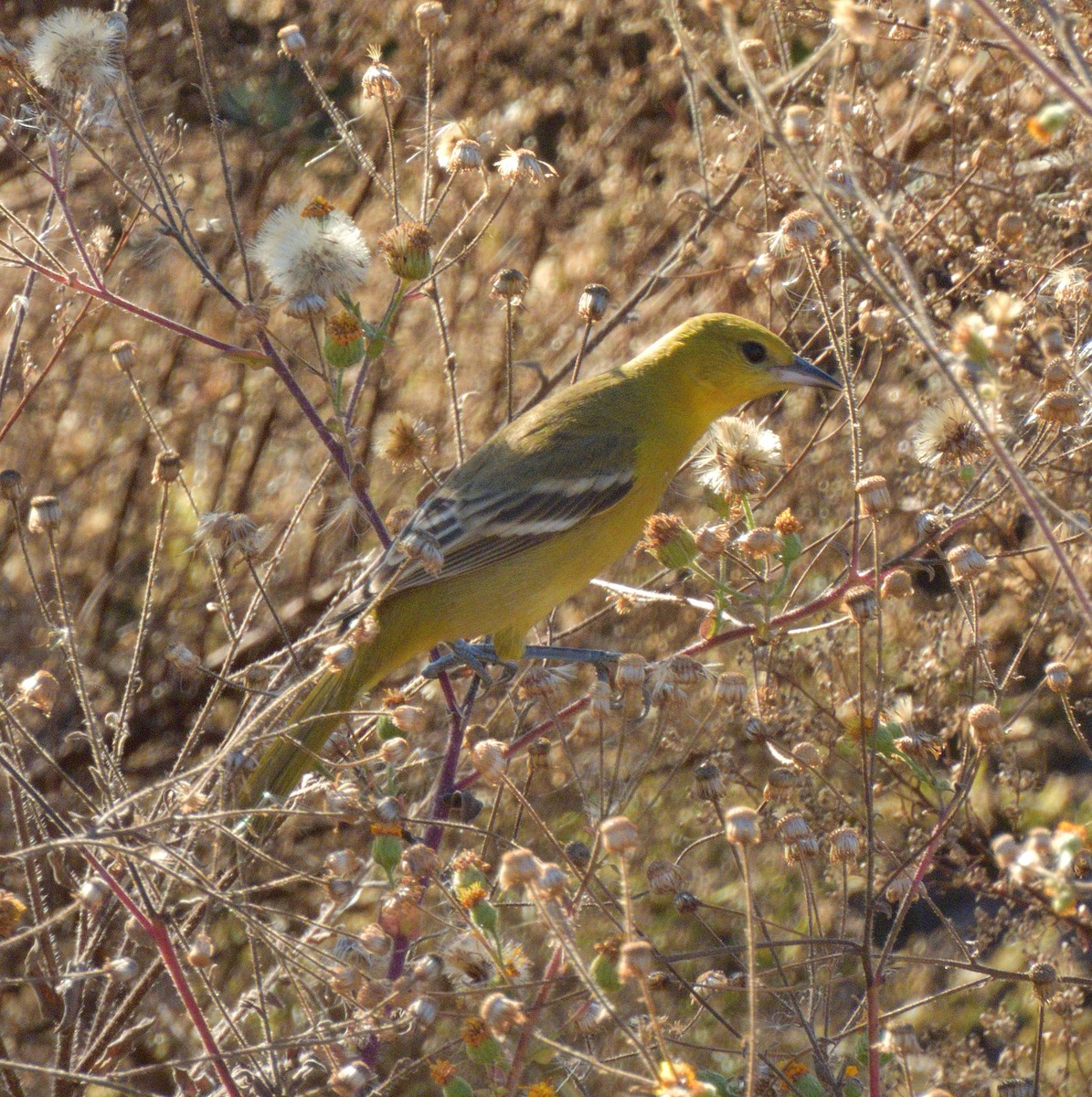 アカクロムクドリモドキ - ML647052360