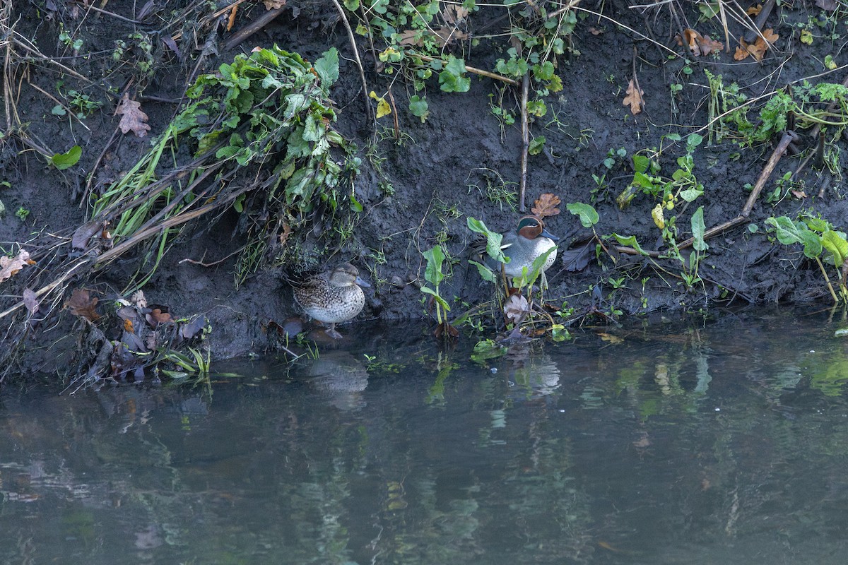 Green-winged Teal - ML647052361