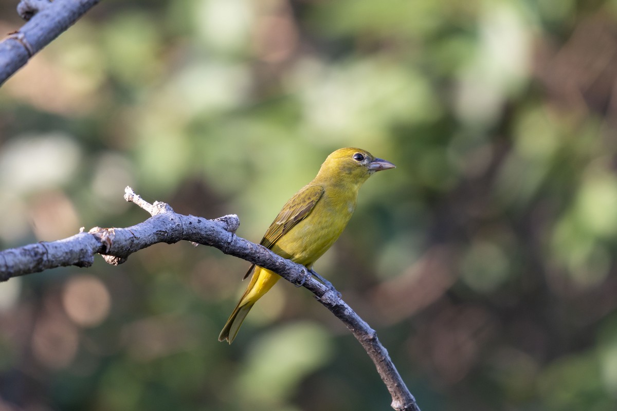 Summer Tanager - ML647052362