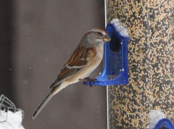 ムナフヒメドリ - ML647052363