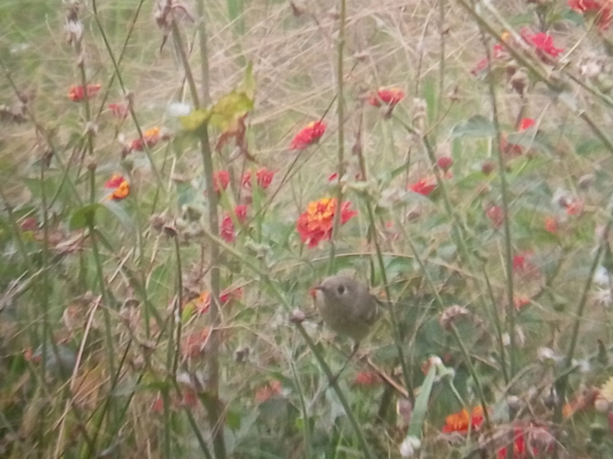 Ruby-crowned Kinglet - ML647052364