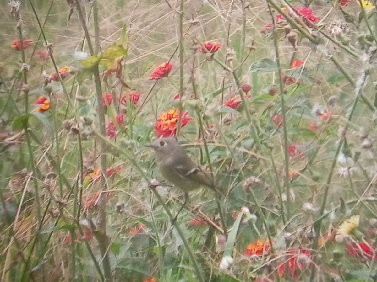 Ruby-crowned Kinglet - ML647052365