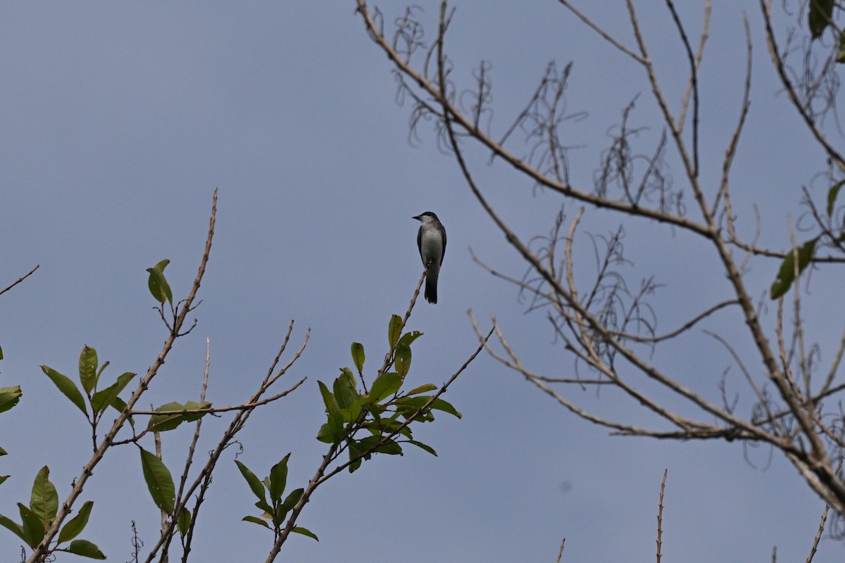 Tyran tritri - ML647052366