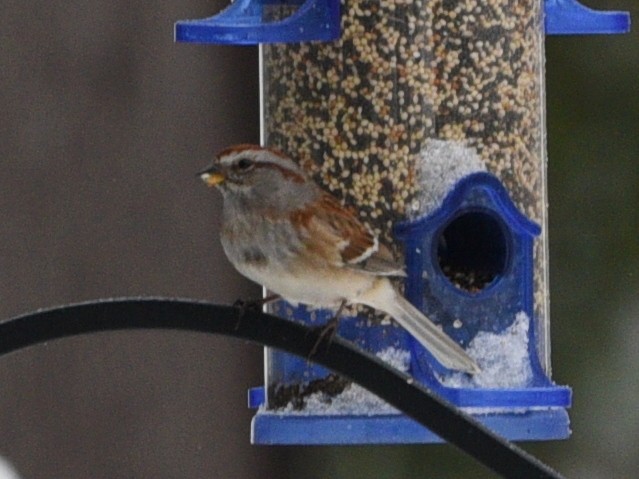 ムナフヒメドリ - ML647052367