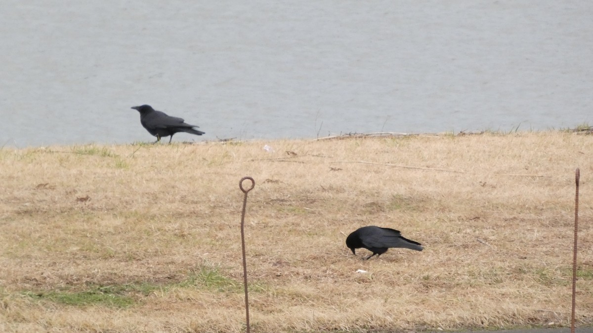 Ворона чорна - ML647052370