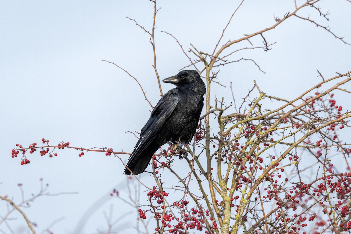 Carrion Crow - ML647052374