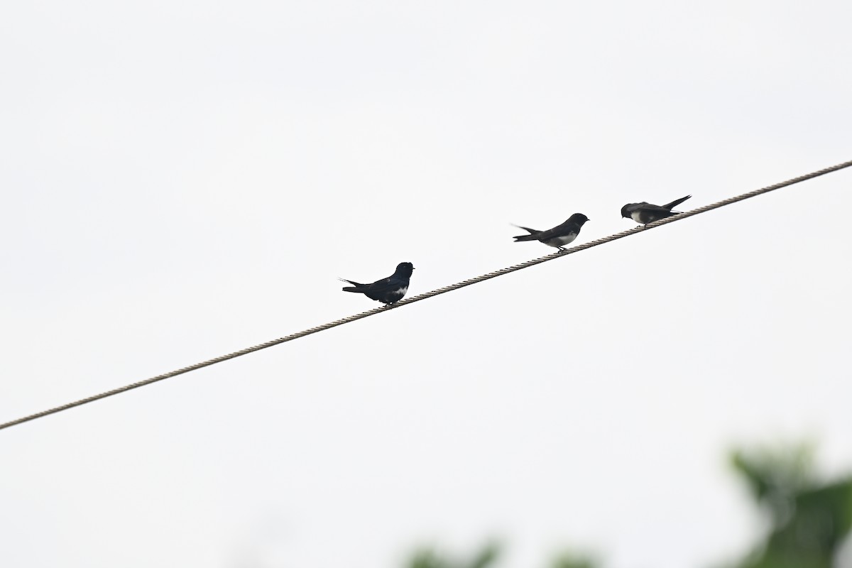 Hirondelle à ceinture blanche - ML647052378