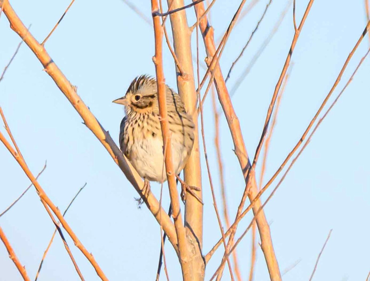 Lincoln's Sparrow - ML647052384