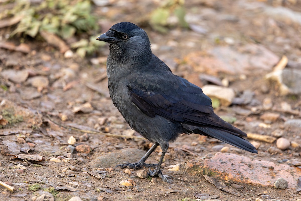 Eurasian Jackdaw - ML647052385