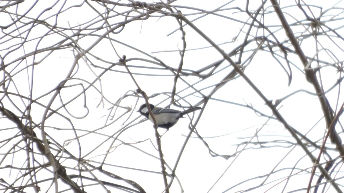 Asian Tit - ML647052386