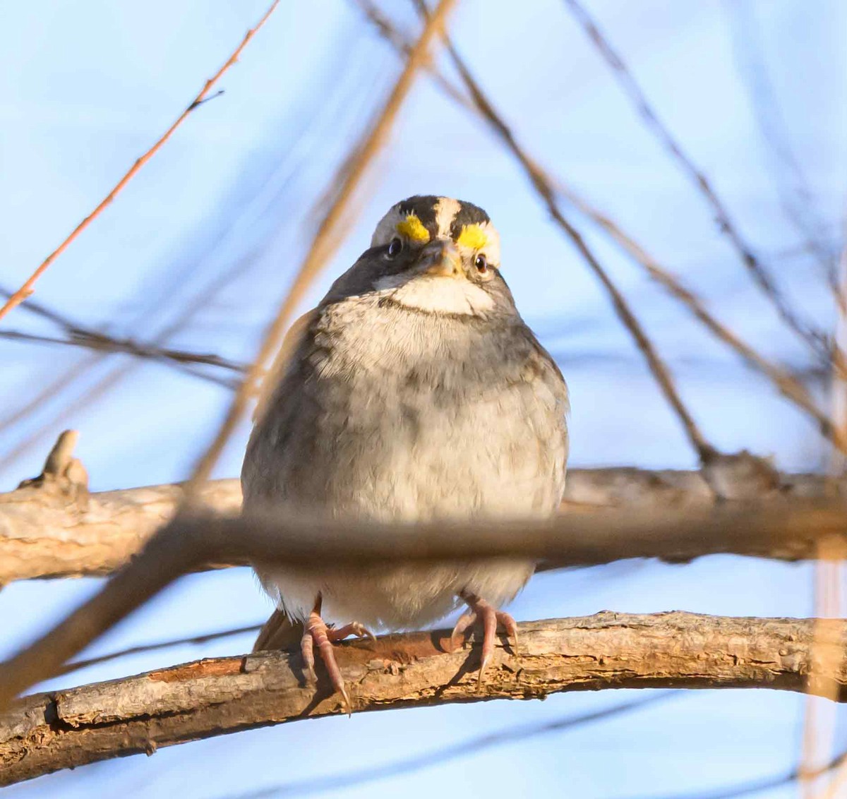 Chingolo Gorjiblanco - ML647052396