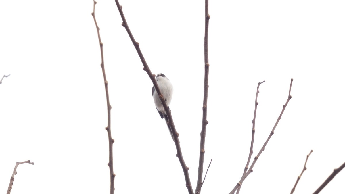 Синиця довгохвоста - ML647052403