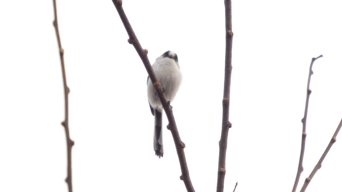 Синиця довгохвоста - ML647052404