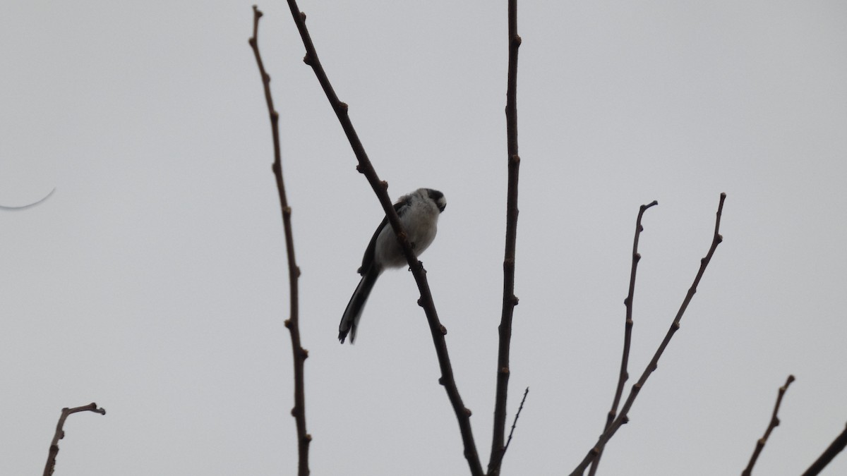 Синиця довгохвоста - ML647052405