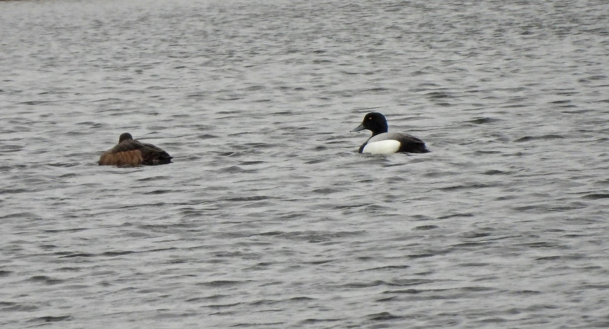 Greater Scaup - ML647052413