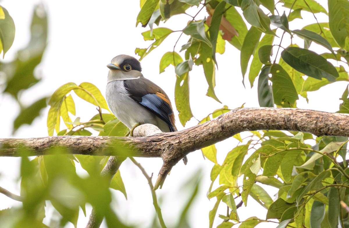 Silver-breasted Broadbill - ML647052419