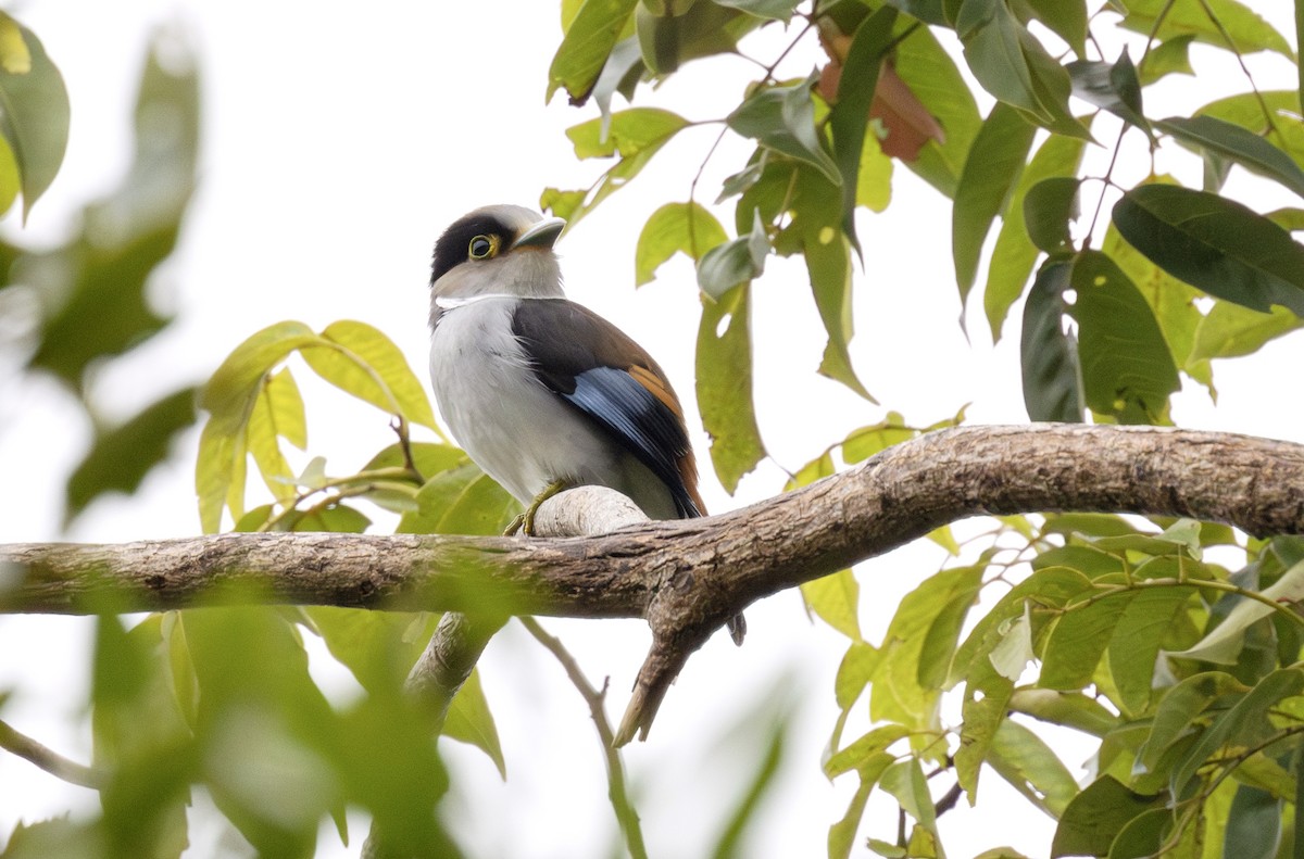 Silver-breasted Broadbill - ML647052420