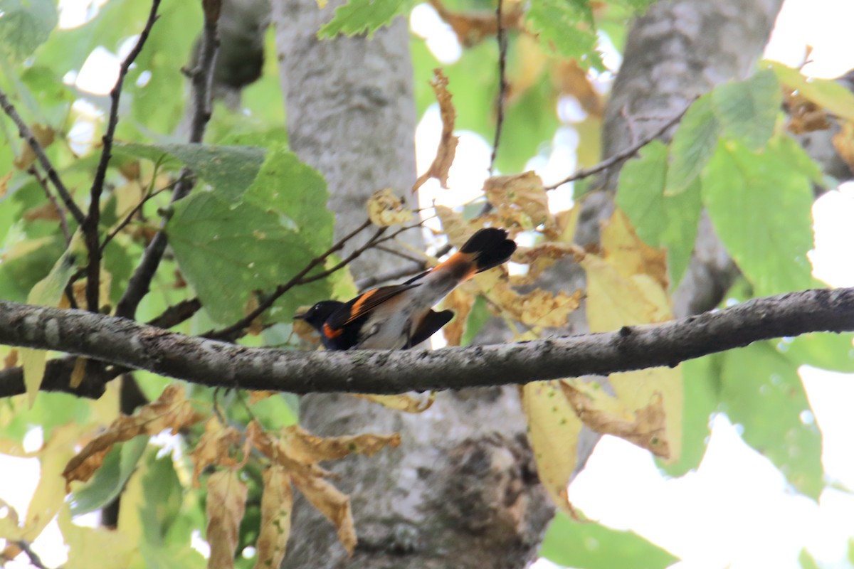 סבכון חכלילי - ML647052422
