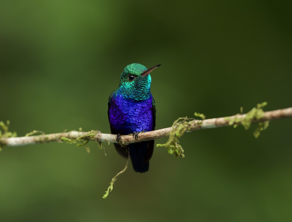 Violet-bellied Hummingbird - ML647052423