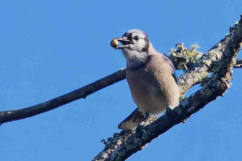 Blue Jay - ML647052427