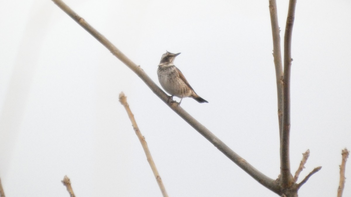 Дрізд темний - ML647052429