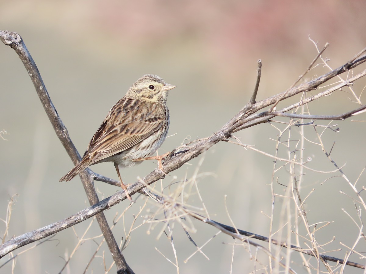 Пасовник савановий - ML647052433