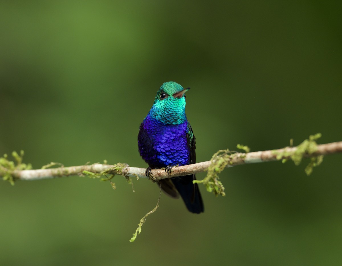 Violet-bellied Hummingbird - ML647052434