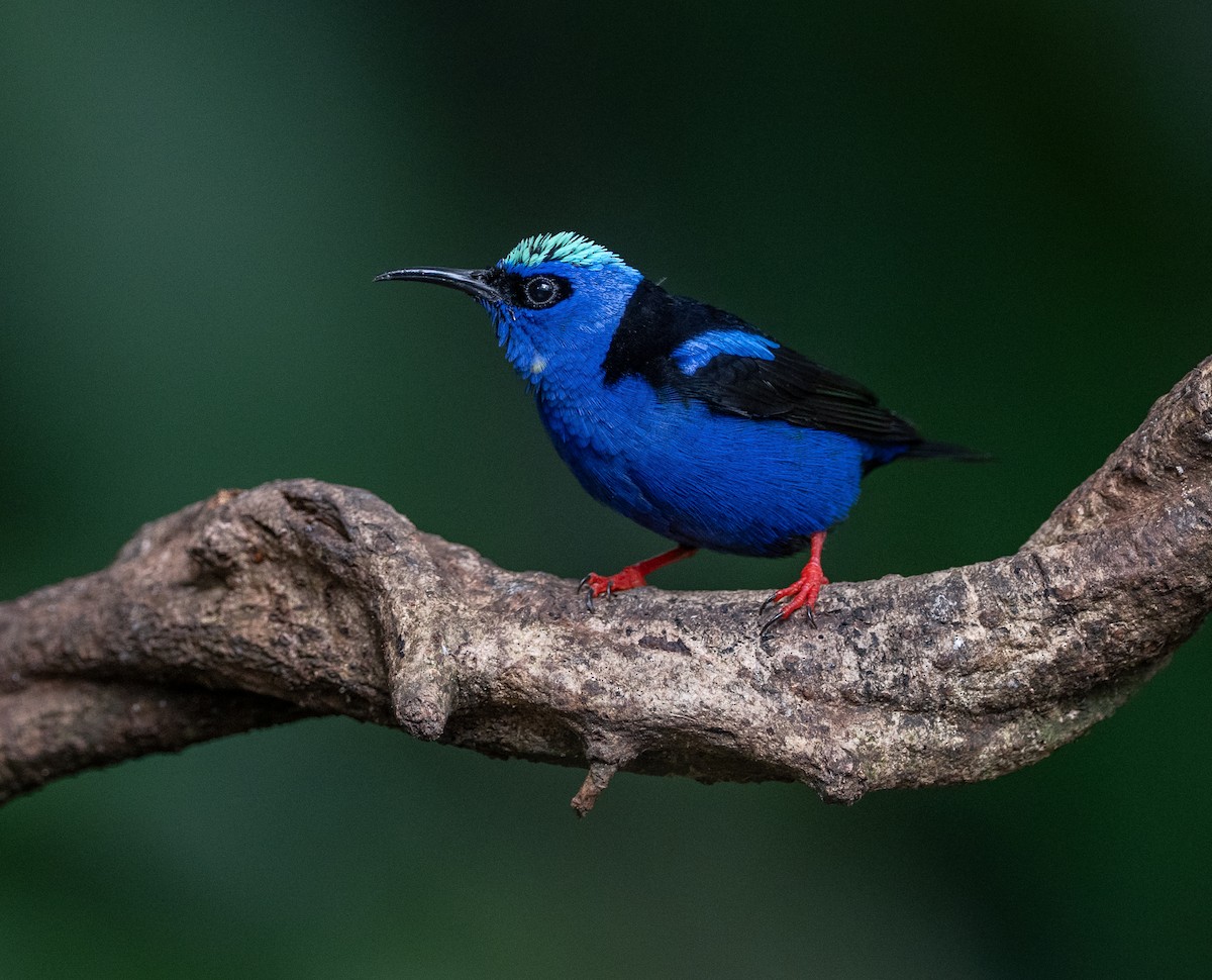 Red-legged Honeycreeper - ML647052436