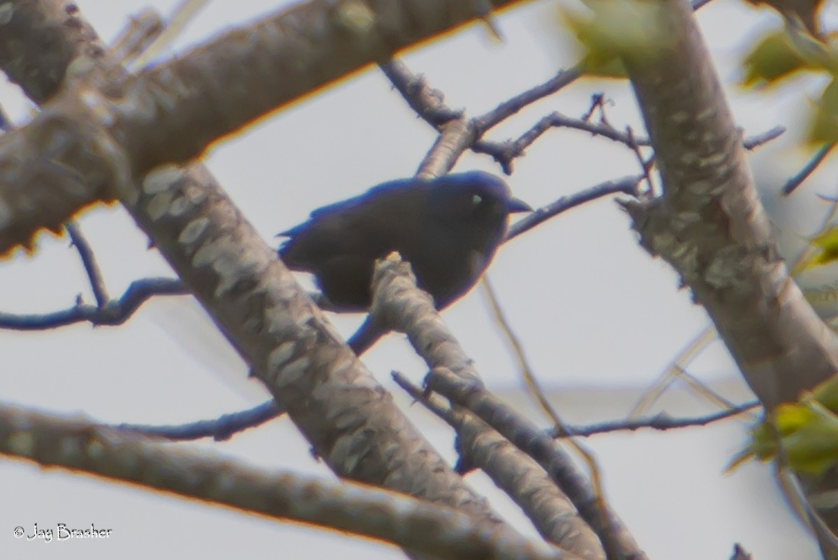 Purpurgrackel - ML647052438