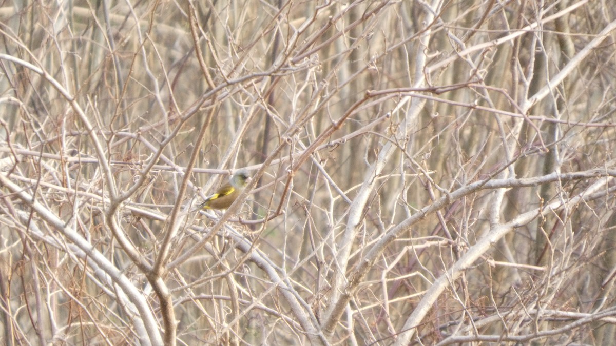 Зеленяк китайський - ML647052441