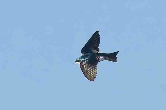Tree Swallow - ML647052446