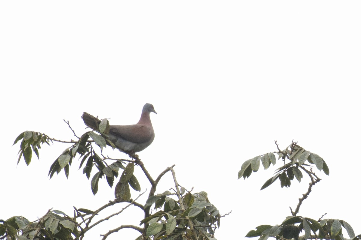 Pale-vented Pigeon - ML647052449