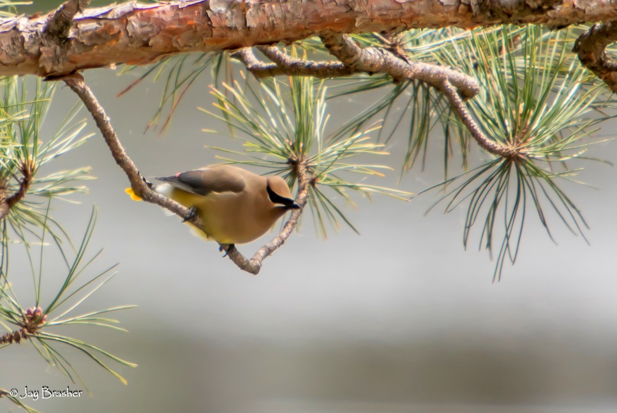 Кедровый свиристель - ML647052456