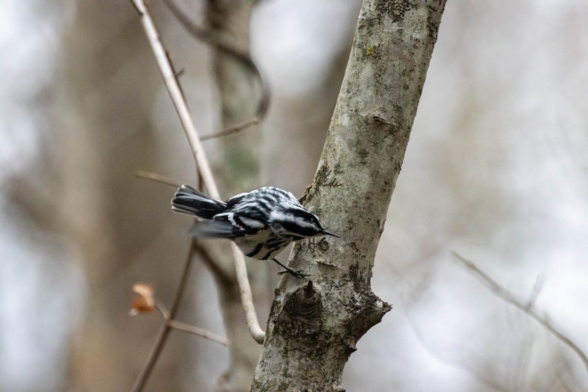 Black-and-white Warbler - ML647052461