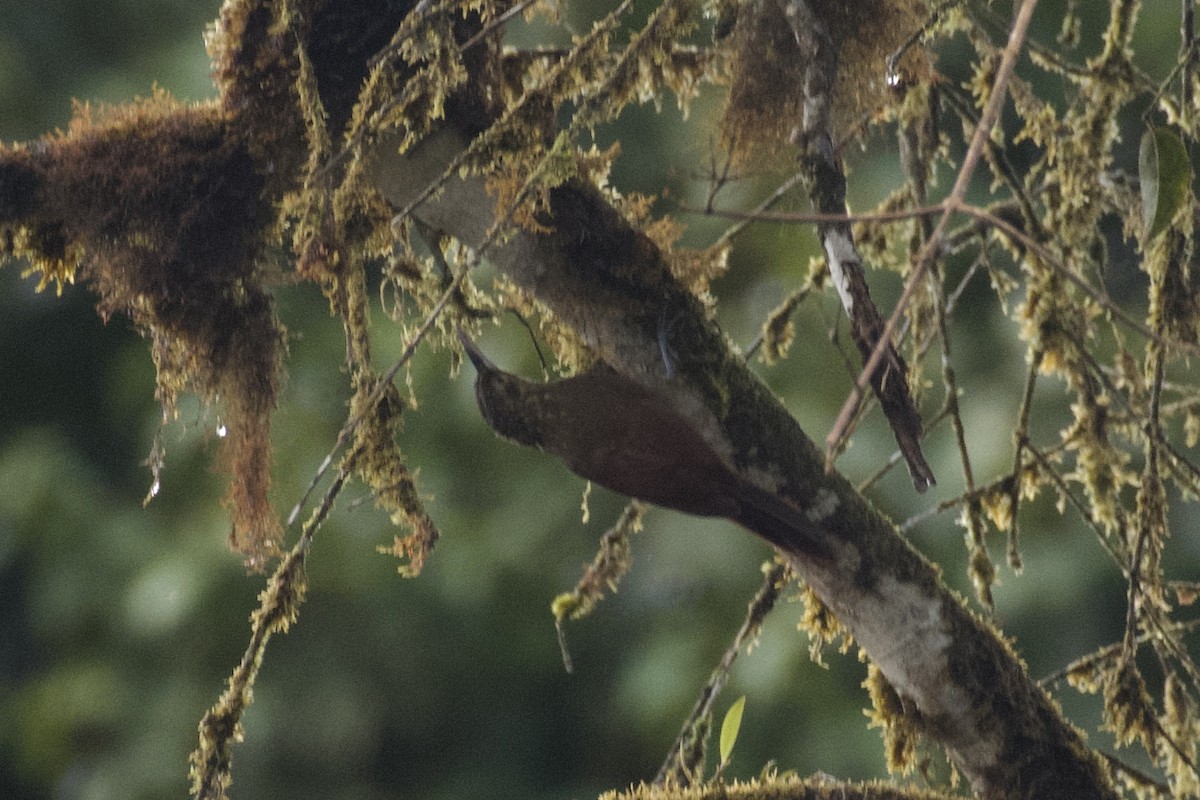 Spotted Woodcreeper (Berlepsch's) - ML647052467