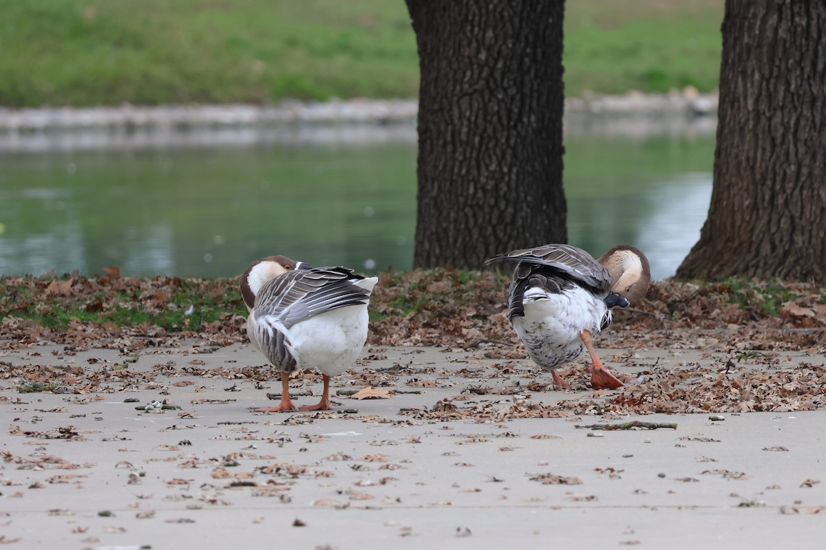 Гуска китайська (свійська) - ML647052468