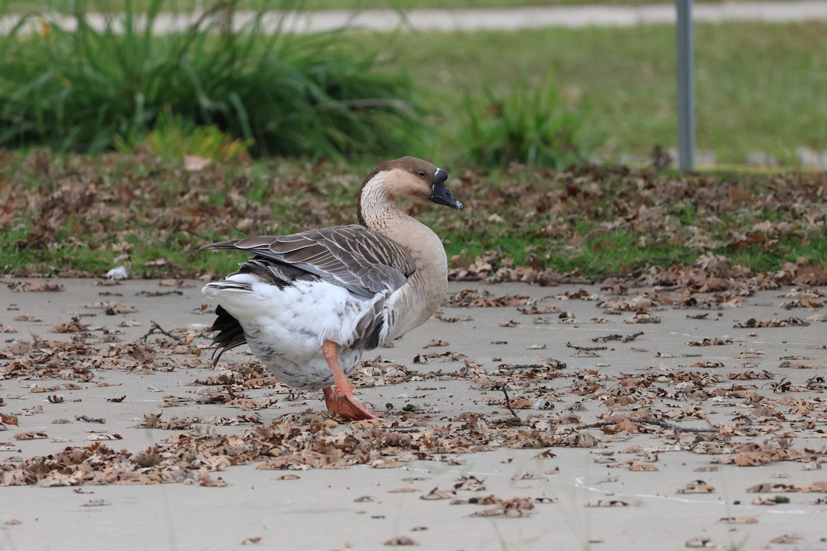 Гуска китайська (свійська) - ML647052469